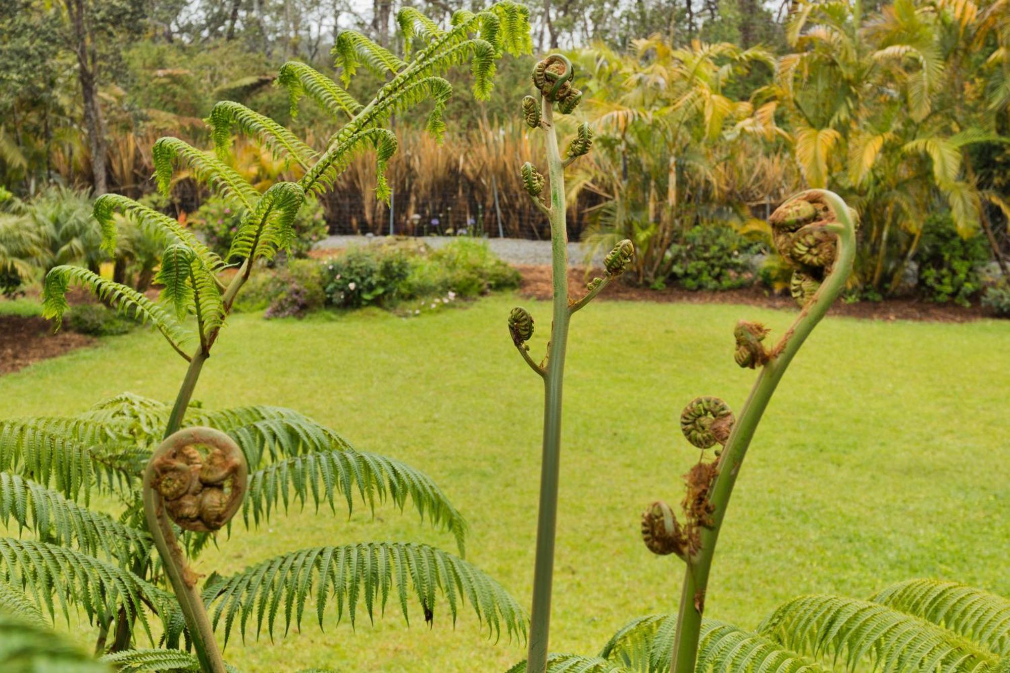 Aloha Junction Bed And Breakfast -Minutes Away From Hawaii Volcanoes National Park المظهر الخارجي الصورة