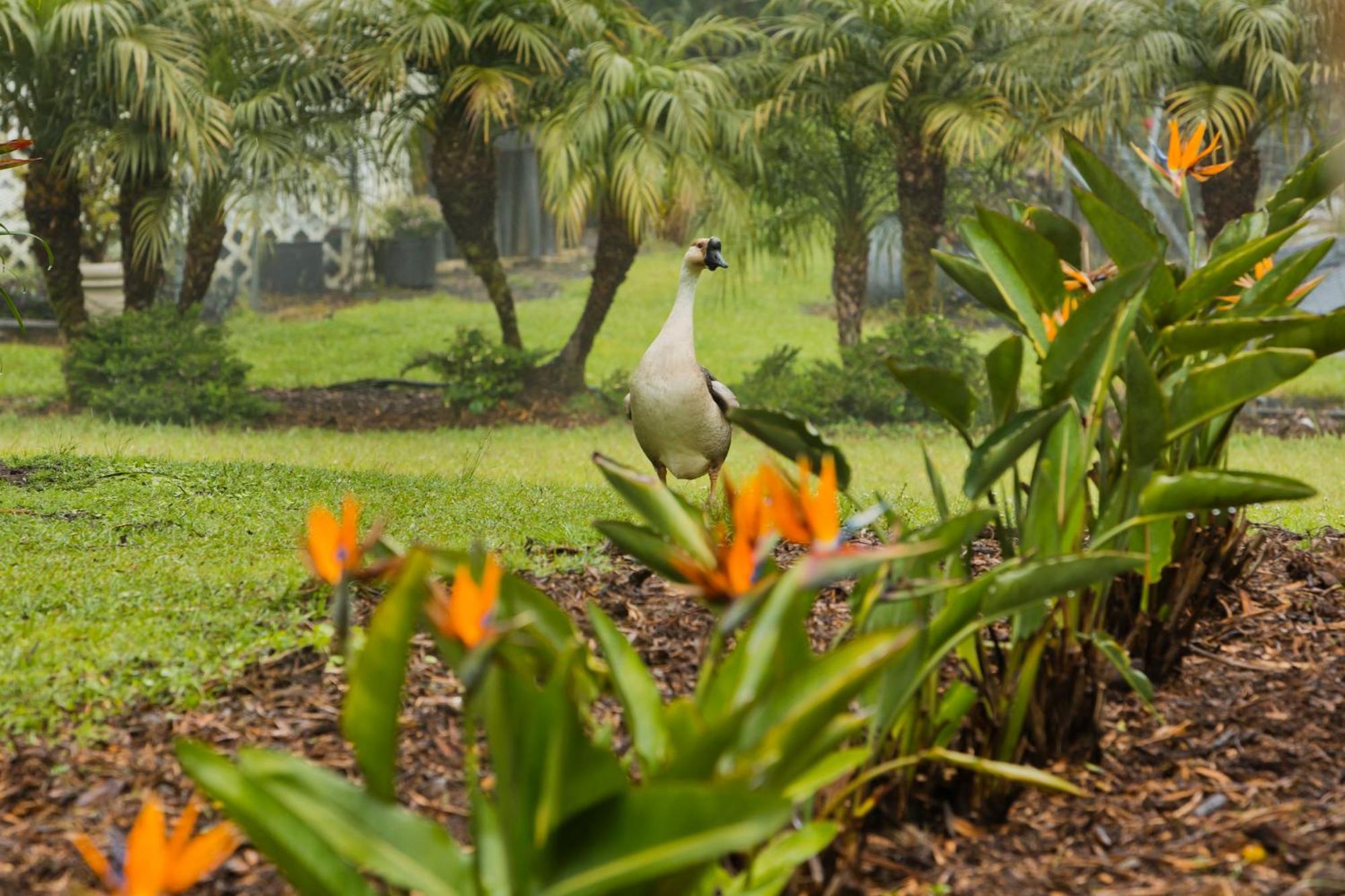 Aloha Junction Bed And Breakfast -Minutes Away From Hawaii Volcanoes National Park المظهر الخارجي الصورة